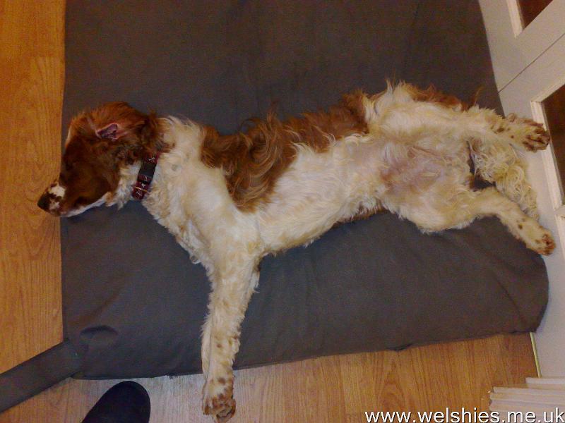 2011-05-07 01.jpg - Showing how a true Welshie relaxes!